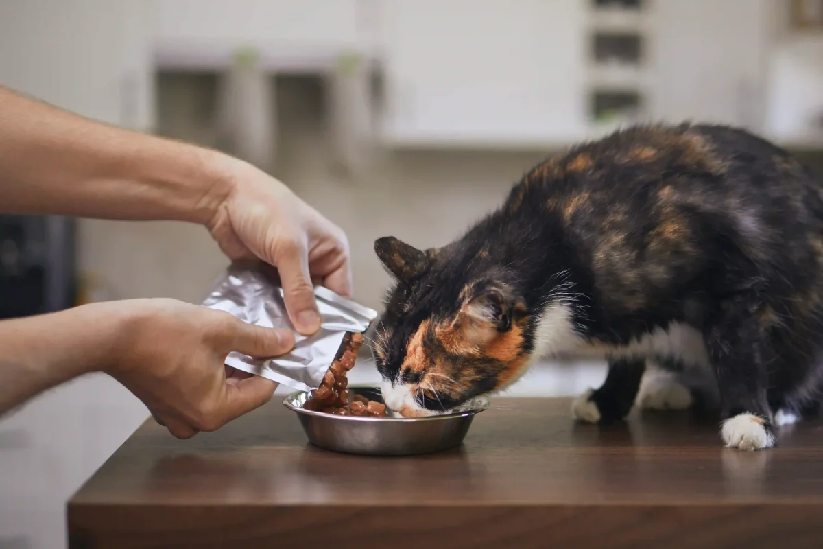 nutrizione micio alimentazione equilibrata dieta gatto crocchette cibo umido idratazione obesità calcoli renali tartaro dentale salute gatto benessere felino scelte alimentari gatti