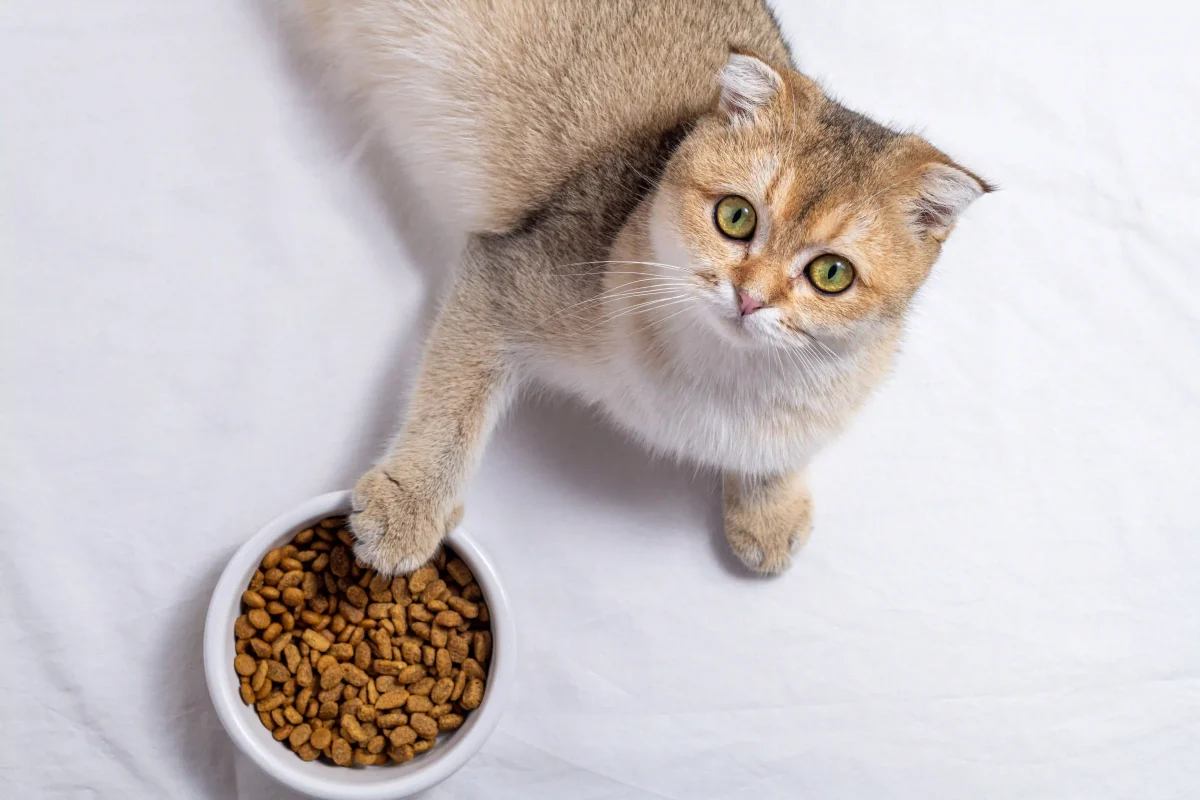 nutrizione micio alimentazione equilibrata dieta gatto crocchette cibo umido idratazione obesità calcoli renali tartaro dentale salute gatto benessere felino scelte alimentari gatti