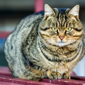 obesita gatto micio sovrappeso felino pericoli rischi malattie salute rimedi dieta movimento