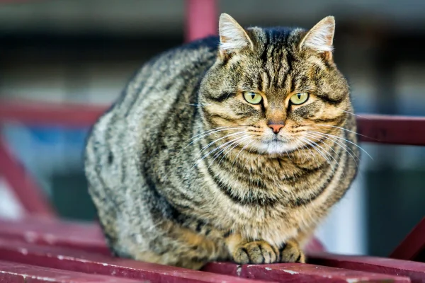 obesita gatto micio sovrappeso felino pericoli rischi malattie salute rimedi dieta movimento