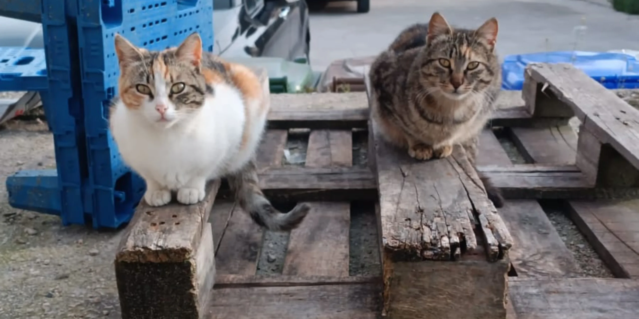adozione adottare gatto micio randagio bisognoso sfortunato animali felino gattile aiuto volontario animalisti