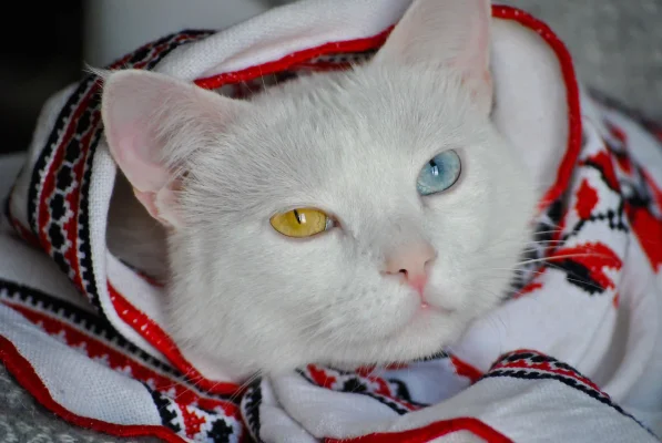 congiuntivite nel gatto diagnosi trattamenti rimedi curare individuarla