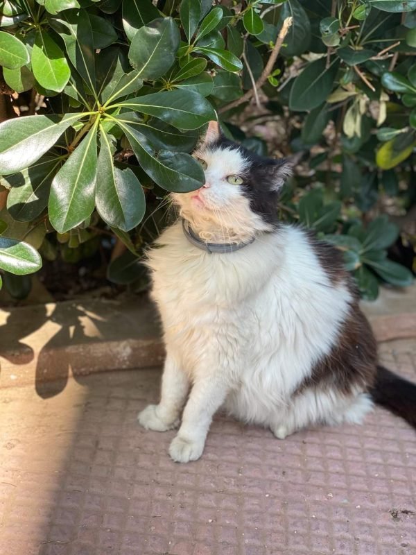 gatto gatta gatti micio micia mici gattino gattina gattini adottare adozione adotta affidamento affidare animale animali animalista animalisti felino felini volontario volontariato sfortunato bisognoso randagio randagi randagismo strada gattile rifugio