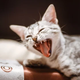 stomatite felina cause sintomi trattamenti cure malattina igiene dentale salute gatto micio pets proof