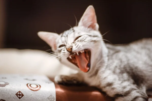 stomatite felina cause sintomi trattamenti cure malattina igiene dentale salute gatto micio pets proof