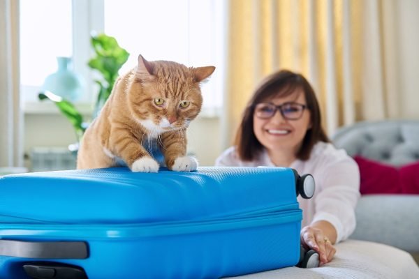 portare gatto in vacanza lasciare micio casa consigli viaggio estate alloggio