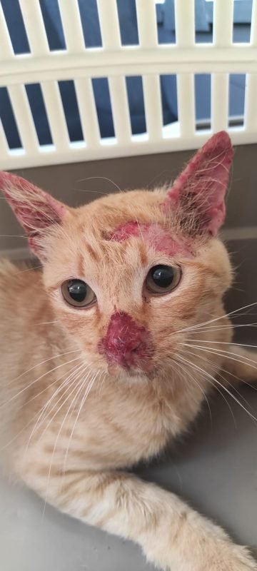 gatto gatta gatti micio micia mici gattino gattina gattini adottare adozione adotta affidamento affidare animale animali animalista animalisti felino felini volontario volontariato sfortunato bisognoso randagio randagi randagismo strada gattile rifugio