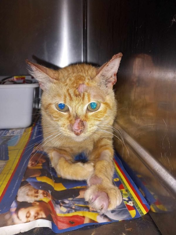 gatto gatta gatti micio micia mici gattino gattina gattini adottare adozione adotta affidamento affidare animale animali animalista animalisti felino felini volontario volontariato sfortunato bisognoso randagio randagi randagismo strada gattile rifugio