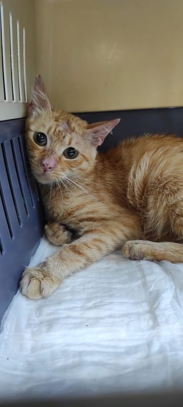 gatto gatta gatti micio micia mici gattino gattina gattini adottare adozione adotta affidamento affidare animale animali animalista animalisti felino felini volontario volontariato sfortunato bisognoso randagio randagi randagismo strada gattile rifugio